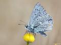 Polyommatus bellargus (Çokgözlü Gökmavisi)